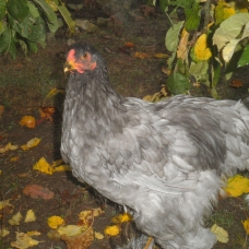 Image pour l'annonce donne coq brahma