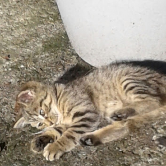 Image pour l'annonce Donne chatons tigrés