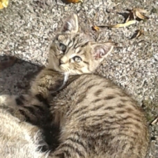 Image pour l'annonce Donne chatons tigrés