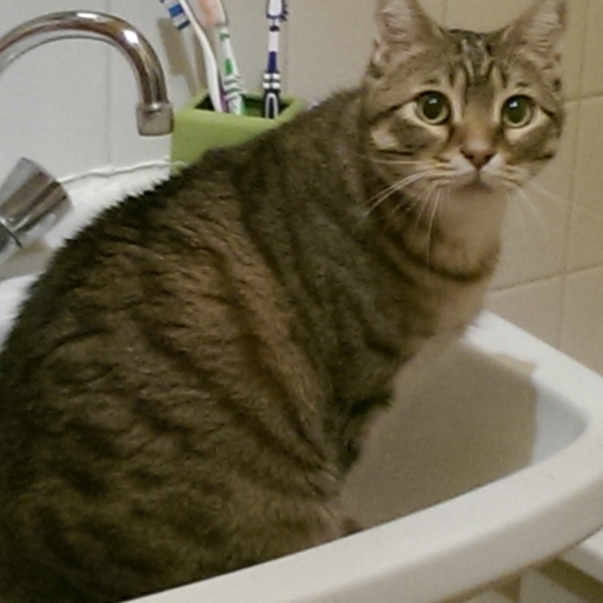 Image pour l'annonce Donne Chat Tigré