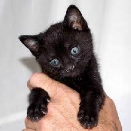 Image pour l'annonce Donne chatons mâle