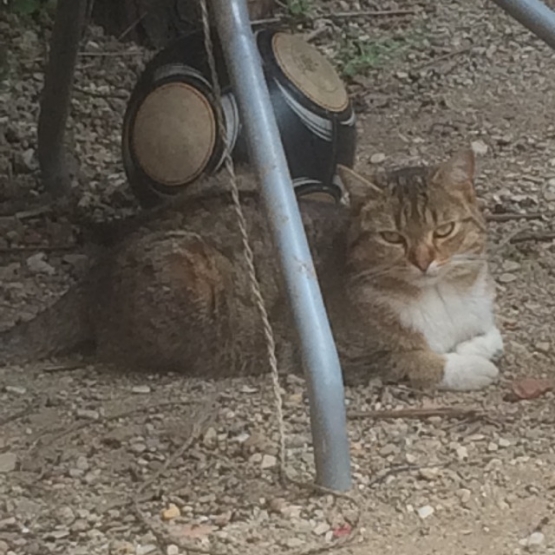 Image pour l'annonce Chat tigré