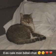 Image pour l'annonce Chat tigré