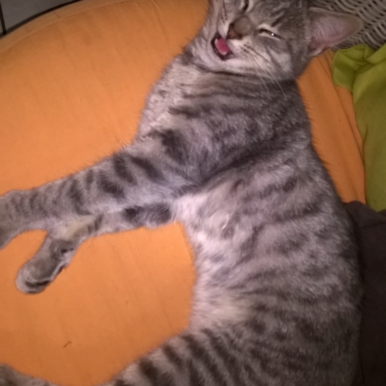 Image pour l'annonce donne chaton