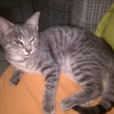 Image pour l'annonce donne chaton