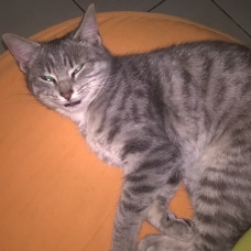 Image pour l'annonce donne chaton