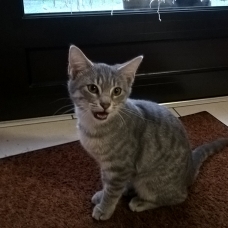 Image pour l'annonce donne chaton