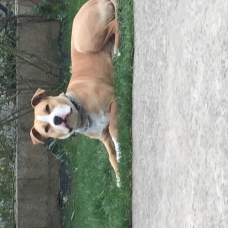 Image pour l'annonce donne amstaff