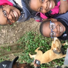 Image pour l'annonce donne amstaff