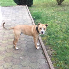 Image pour l'annonce donne amstaff