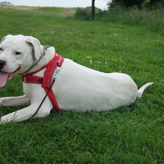 Image pour l'annonce Bigui dogue argentin