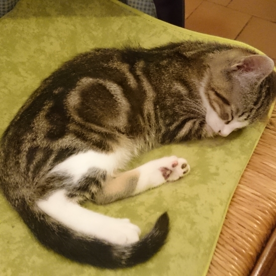 Image pour l'annonce Donne Chaton mâle
