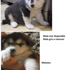 Image pour l'annonce chiots Malamute d'Alaska