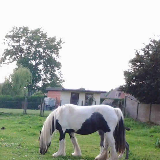 Image pour l'annonce Irish cob jument