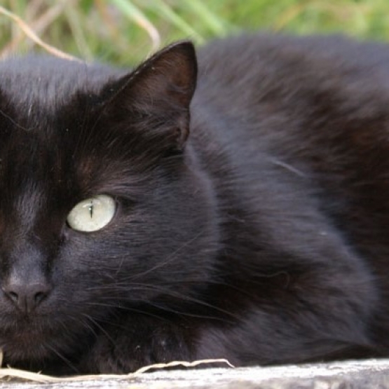 Image pour l'annonce Trouvé chat - stérilisé