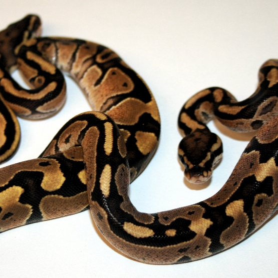 Image pour l'annonce Python regius plusieurs phase juvenile, sub,adulte