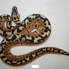 Image pour l'annonce Python regius plusieurs phase juvenile, sub,adulte