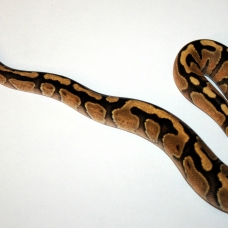 Image pour l'annonce Python regius plusieurs phase juvenile, sub,adulte