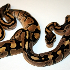 Image pour l'annonce Python regius plusieurs phase juvenile, sub,adulte