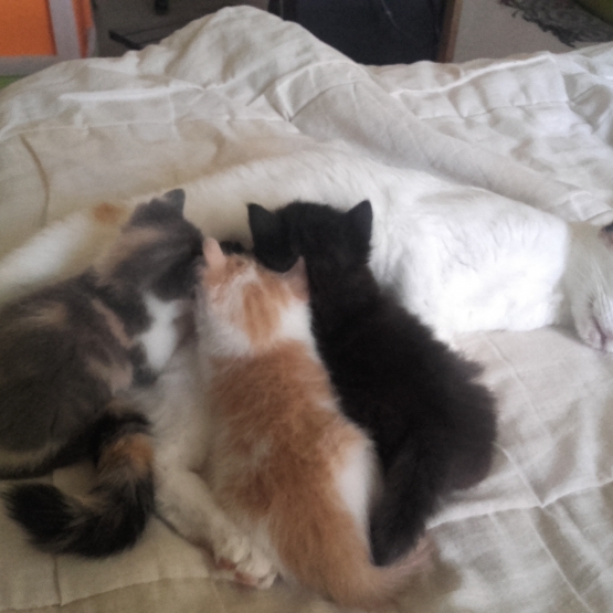 Image pour l'annonce Donne Chatons