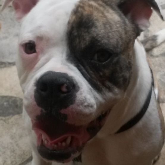 Image pour l'annonce A vendre Femelle bouledogue américain 1 an
