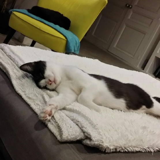 Image pour l'annonce Joli chaton à donner