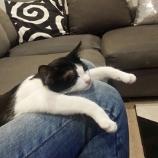 Image pour l'annonce Joli chaton à donner