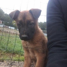 Image pour l'annonce vends chiots Berger belge malinois