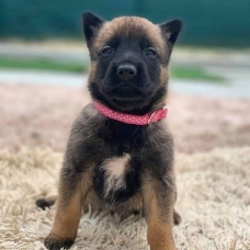 Image pour l'annonce chiots Berger Belge Malinois