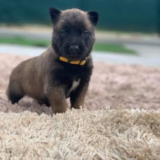 Image pour l'annonce chiots Berger Belge Malinois