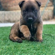 Image pour l'annonce chiots Berger Belge Malinois