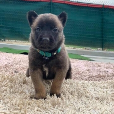 Image pour l'annonce chiots Berger Belge Malinois