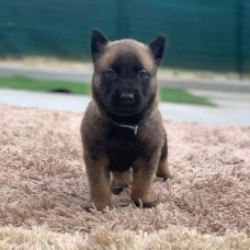 Image pour l'annonce chiots Berger Belge Malinois