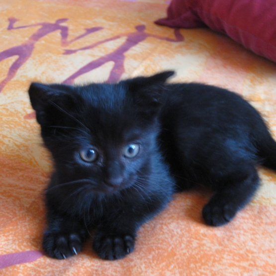 Image pour l'annonce DONNE CHATON mâle de 2 mois, couleur noir brillant , soyeux