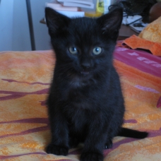 Image pour l'annonce DONNE CHATON mâle de 2 mois, couleur noir brillant , soyeux