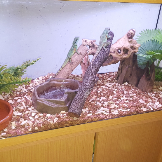 Image pour l'annonce Vend 2 dragon d'eau et terrarium