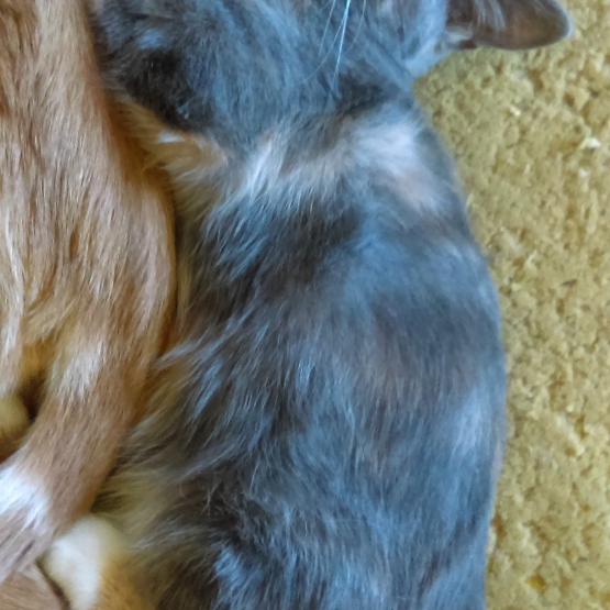 Image pour l'annonce A DONNER CHATONS FEMELLES 4 MOIS