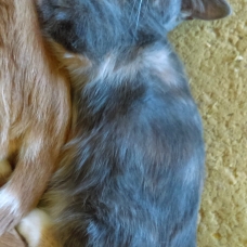Image pour l'annonce A DONNER CHATONS FEMELLES 4 MOIS