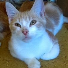 Image pour l'annonce A DONNER CHATONS FEMELLES 4 MOIS
