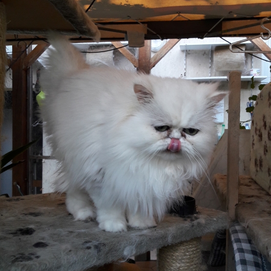 Image pour l'annonce persan chinchilla