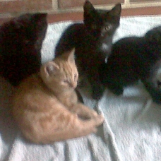 Image pour l'annonce 4 adorables chatons à donner
