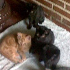 Image pour l'annonce 4 adorables chatons à donner