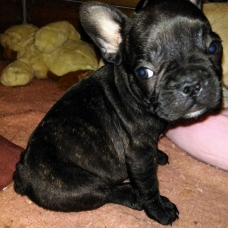 Image pour l'annonce Vends bouledogue français