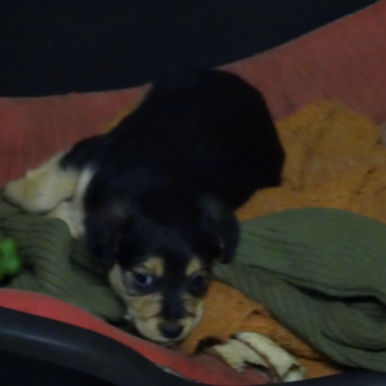 Image pour l'annonce donne petit chiot