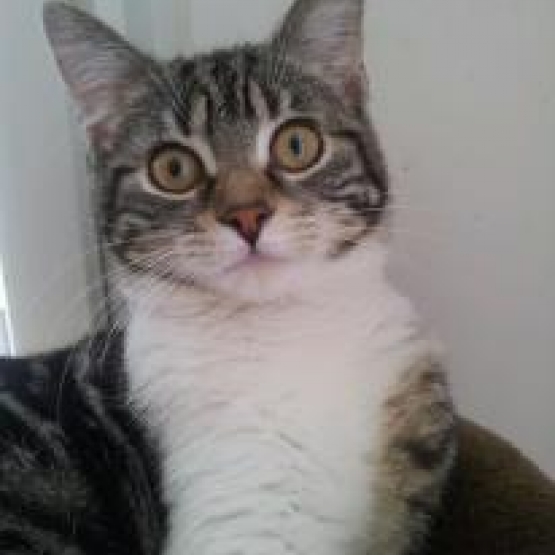 Image pour l'annonce DONNE CHATTE AGEE DE 5 ANS