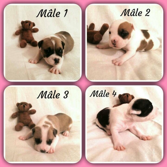 Image pour l'annonce chiots staffordshire terrier americain,amstaff