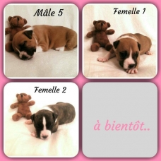Image pour l'annonce chiots staffordshire terrier americain,amstaff
