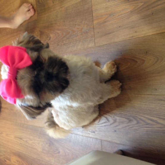 Image pour l'annonce Donne Shih tzu contre bons soins