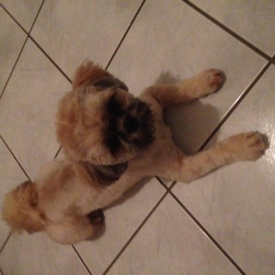 Image pour l'annonce Donne Shih tzu contre bons soins