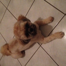 Image pour l'annonce Donne Shih tzu contre bons soins